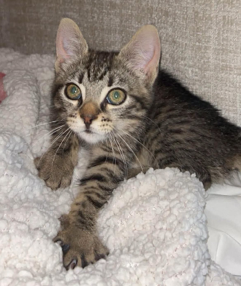 Adopter Fiona