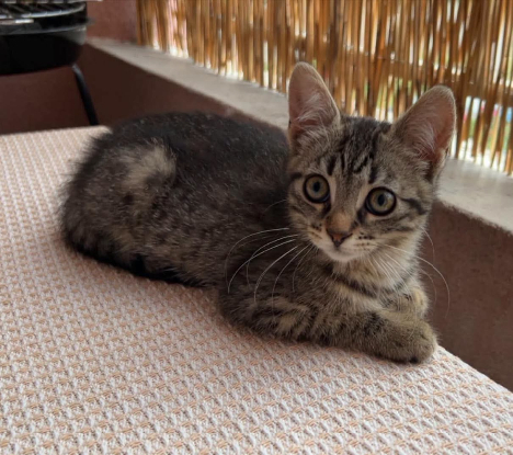 Adoption Fiona
