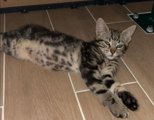 Adopter Milo