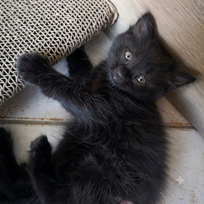 Adopter Cookie