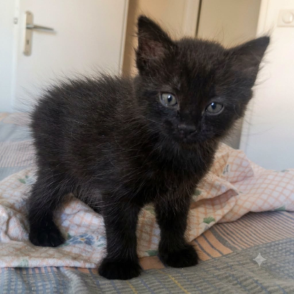 Adopter Cookie