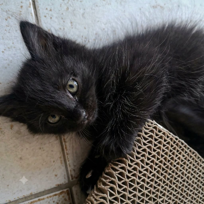 Adopter Cookie