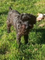 Adopter  chien : Alba