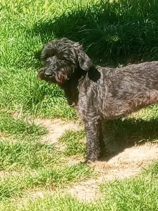 Adopter Alba