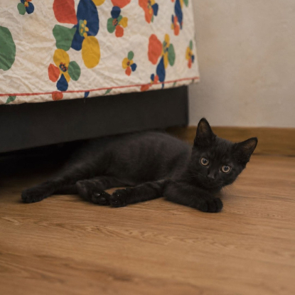 Adopter Iris