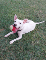 Adopter  chien : Emma