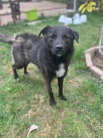 Adopter  chien : Mallow