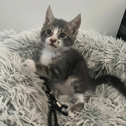 Adopter Moon