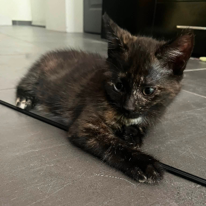 Adopter Cassiopee
