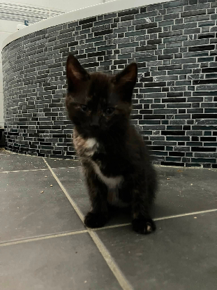 Adopter Cassiopee