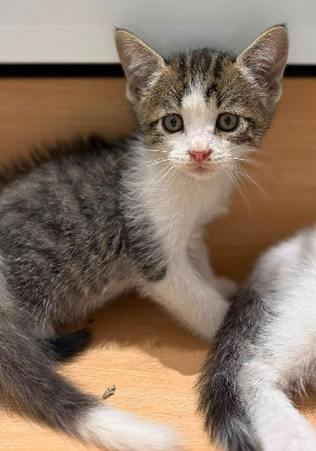 Adopter Saeji