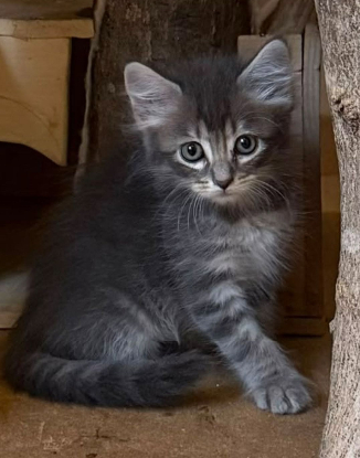 Adopter Kyren