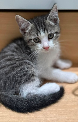 Adopter Sangai