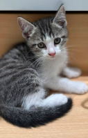 Adopter  chat : Sangai