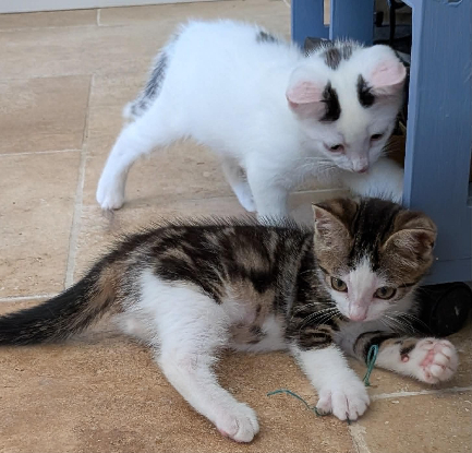 Adopter Bart et boop