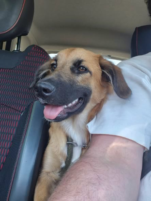 Adopter Taïbo