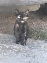 Adopter Calico