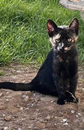 Adopter Calico