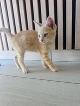 Adopter Caramel