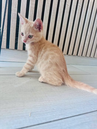 Adopter Caramel