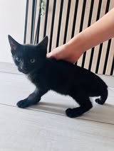 Adopter Louna