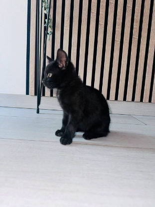 Adopter Louna