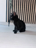 Louna