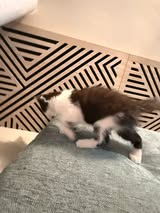 Adopter Mickey