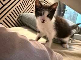 Adopter  chat : Mickey