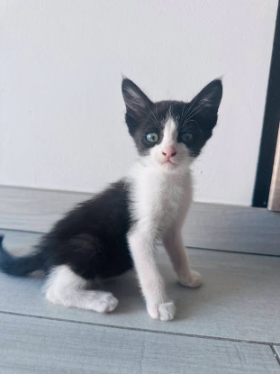 Adopter Nala