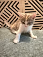 Adopter  chat : Prune