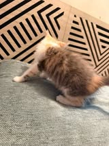 Adopter Prune