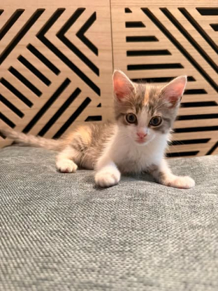 Adopter Prune