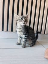 Adopter Tigrou