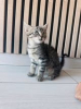Tigrou