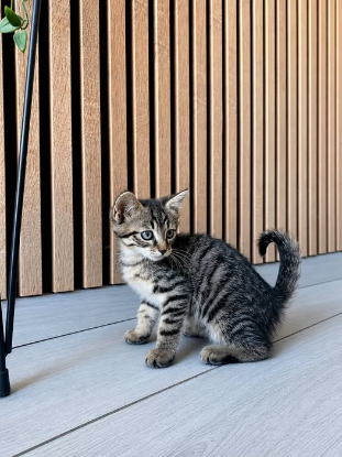 Adopter Tigrou