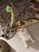 Adopter Vanille