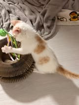Adopter Vanille