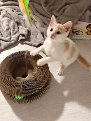 Adopter Vanille