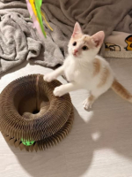 Adopter  chat : Vanille