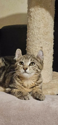 Adopter Bubbles