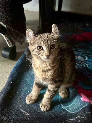Adopter Bubbles