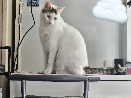 Adopter Yuki