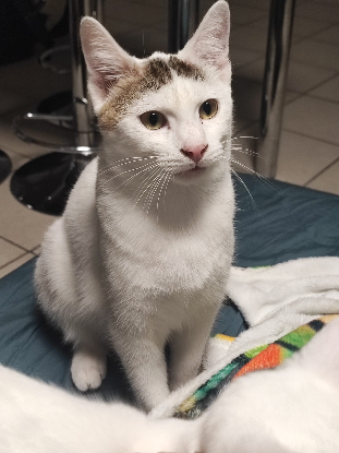 Adoption Yuki