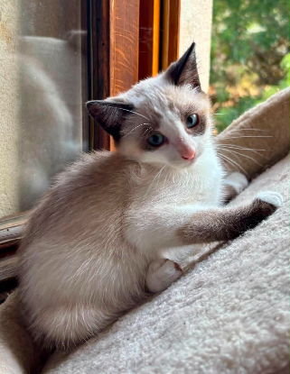 Adopter Bambi