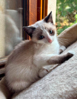 Adopter  chat : Bambi