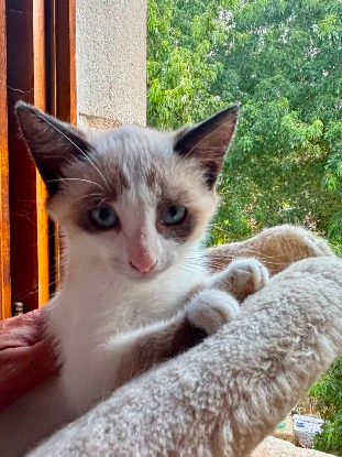 Adopter Bambi