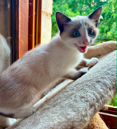 Adopter Bambi