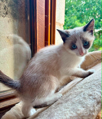 Adoption Bambi