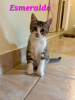 Esmeralda